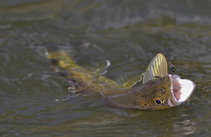 foto/diskuze/z_lovu/2012/th-img48703.jpg