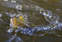 foto/diskuze/z_lovu/2012/th-img48704.jpg