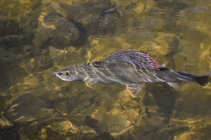 foto/diskuze/z_lovu/2012/th-img48705.jpg