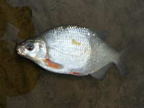foto/diskuze/z_lovu/2012/th-img48719.jpg