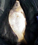 foto/diskuze/z_lovu/2012/th-img48722.jpg
