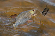 foto/diskuze/z_lovu/2012/th-img48744.jpg
