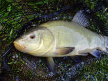 foto/diskuze/z_lovu/2012/th-img48789.jpg