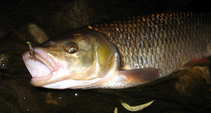 foto/diskuze/z_lovu/2012/th-img48791.jpg
