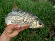 foto/diskuze/z_lovu/2012/th-img48803.jpg