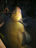 foto/diskuze/z_lovu/2012/th-img48810.jpg
