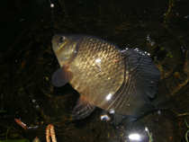foto/diskuze/z_lovu/2012/th-img48811.jpg