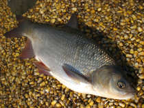 foto/diskuze/z_lovu/2012/th-img48813.jpg