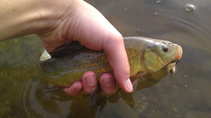 foto/diskuze/z_lovu/2012/th-img48824.jpg