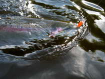 foto/diskuze/z_lovu/2012/th-img48831.jpg