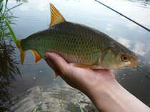foto/diskuze/z_lovu/2012/th-img48865.jpg