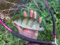 foto/diskuze/z_lovu/2012/th-img48867.jpg