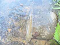 foto/diskuze/z_lovu/2012/th-img48869.jpg