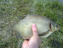 foto/diskuze/z_lovu/2012/th-img48875.jpg