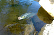 foto/diskuze/z_lovu/2012/th-img48906.jpg