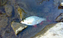 foto/diskuze/z_lovu/2012/th-img48907.jpg