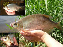 foto/diskuze/z_lovu/2012/th-img48913.jpg