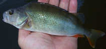foto/diskuze/z_lovu/2012/th-img48942.jpg