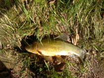 foto/diskuze/z_lovu/2012/th-img48958.jpg