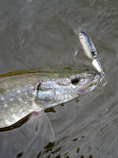foto/diskuze/z_lovu/2012/th-img48962.jpg