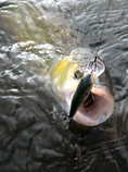 foto/diskuze/z_lovu/2012/th-img48964.jpg