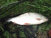 foto/diskuze/z_lovu/2012/th-img48968.jpg