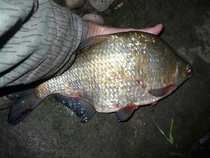 foto/diskuze/z_lovu/2012/th-img48983.jpg