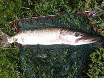 foto/diskuze/z_lovu/2012/th-img48989.jpg
