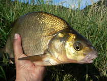 foto/diskuze/z_lovu/2012/th-img48994.jpg