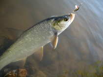 foto/diskuze/z_lovu/2012/th-img49010.jpg