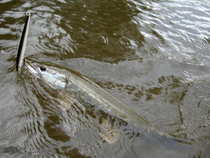 foto/diskuze/z_lovu/2012/th-img49014.jpg