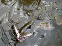 foto/diskuze/z_lovu/2012/th-img49015.jpg