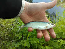foto/diskuze/z_lovu/2012/th-img49018.jpg