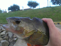 foto/diskuze/z_lovu/2012/th-img49025.jpg