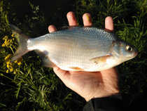 foto/diskuze/z_lovu/2012/th-img49033.jpg