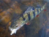foto/diskuze/z_lovu/2012/th-img49047.jpg