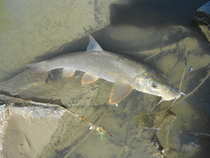 foto/diskuze/z_lovu/2012/th-img49049.jpg