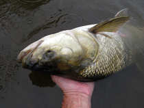 foto/diskuze/z_lovu/2012/th-img49051.jpg