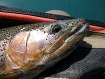foto/diskuze/z_lovu/2012/th-img49054.jpg
