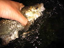 foto/diskuze/z_lovu/2012/th-img49071.jpg