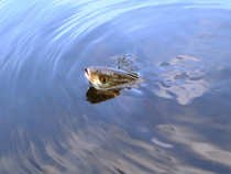 foto/diskuze/z_lovu/2012/th-img49079.jpg