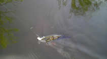 foto/diskuze/z_lovu/2012/th-img49081.jpg