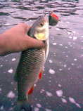 foto/diskuze/z_lovu/2012/th-img49086.jpg