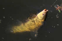 foto/diskuze/z_lovu/2012/th-img49112.jpg