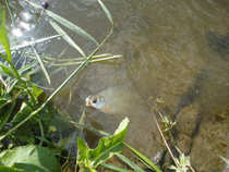 foto/diskuze/z_lovu/2012/th-img49120.jpg