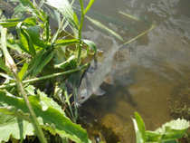 foto/diskuze/z_lovu/2012/th-img49121.jpg