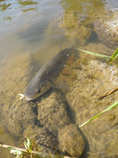 foto/diskuze/z_lovu/2012/th-img49122.jpg