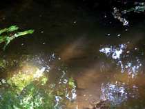 foto/diskuze/z_lovu/2012/th-img49127.jpg