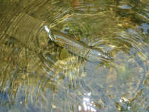 foto/diskuze/z_lovu/2012/th-img49162.jpg