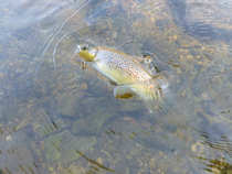 foto/diskuze/z_lovu/2012/th-img49163.jpg